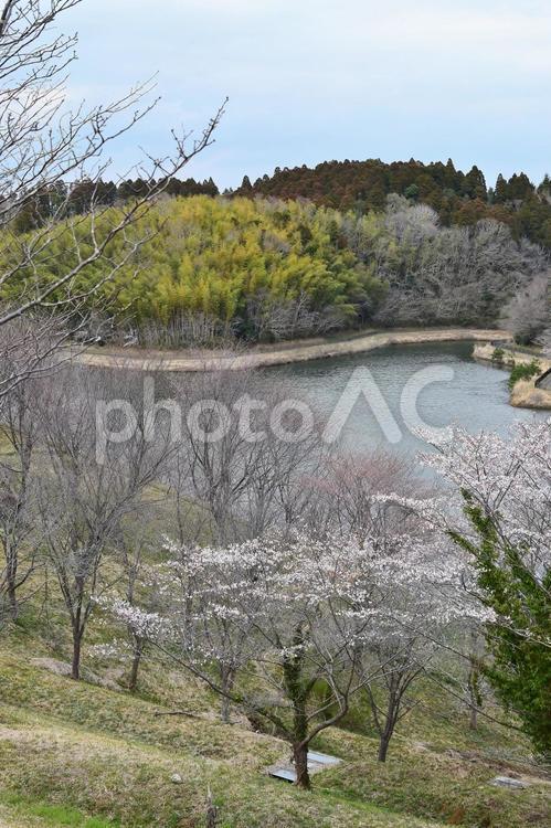 ＜千葉県＞市津湖・長柄ダム(桜) 桜,春,市津湖の写真素材