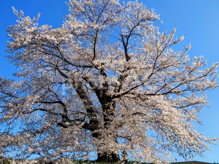 春の白石川堤一目千本桜（宮城県大河原町） 春,桜,白石川堤の写真素材