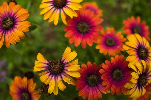 群生したガーベラの花 群生したガーベラの花の写真