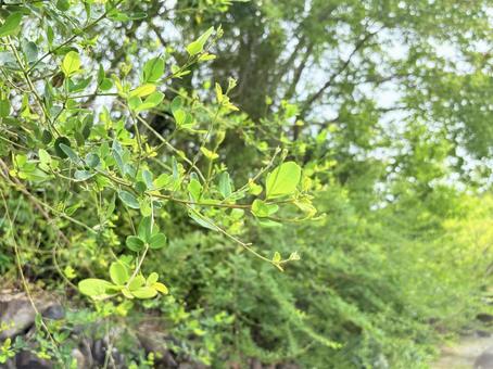 陽光に照らされた新緑の葉 陽光に照らされた新緑の葉の写真