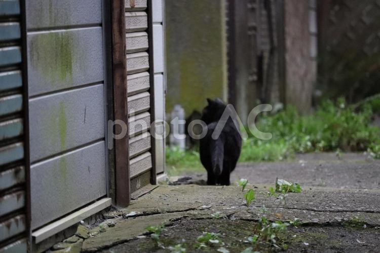 黒猫の後ろ姿 黒猫,猫,野良猫の写真素材