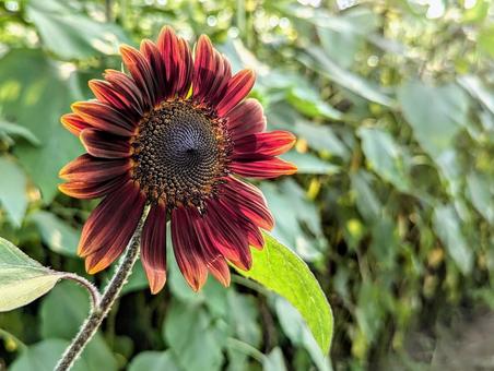 夏の光と褐色の向日葵 夏の光と褐色の向日葵 植物,花,ひまわりの写真素材