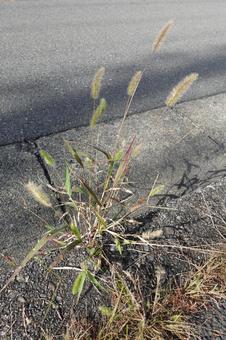 猫じゃらしの写真