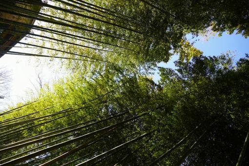 竹林 竹林の写真