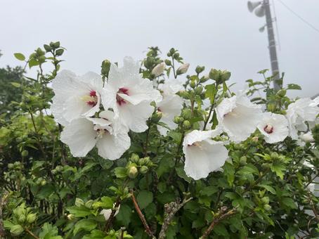 雨とフヨウ フヨウ,芙蓉,アオイ科の写真素材