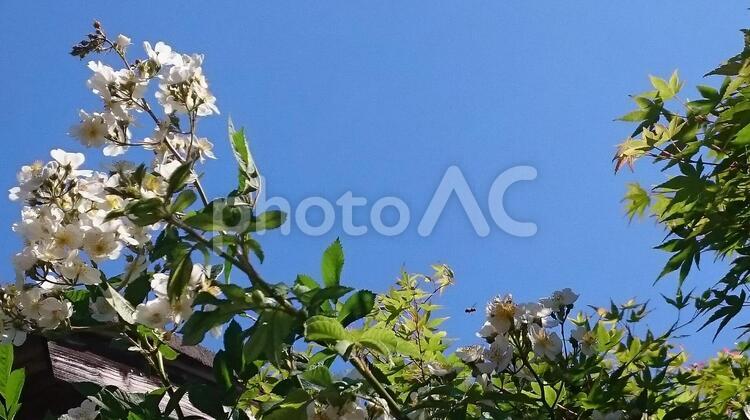 蜜を探して 蜜蜂,木,自然の写真素材