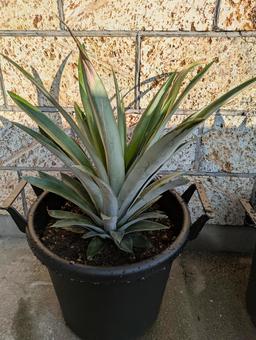 スマホで撮影 パイナップルを植えた パイナップル,果樹,果物の写真素材