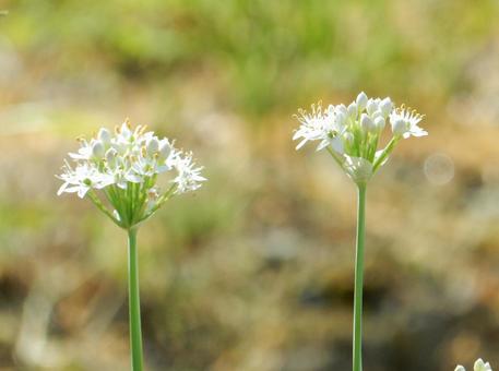 【花の写真】ニラの花 【花の写真】ニラの花の写真