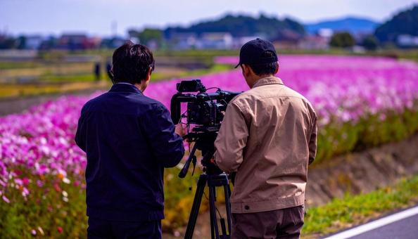 コスモス畑を撮影するテレビ局のスタッフ コスモス畑を撮影するテレビ局のスタッフの写真