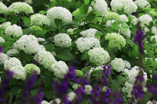 白い紫陽花 白い紫陽花の写真