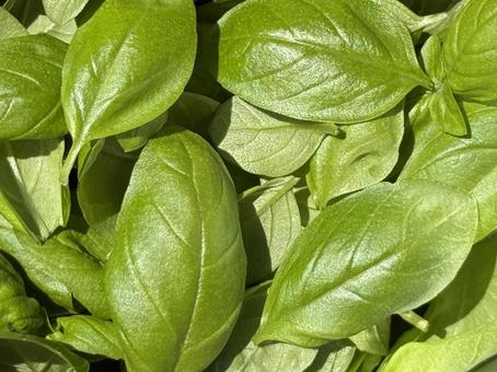 フレッシュバジルの葉のクローズアップ バジル,スイートバジル,ハーブの写真素材