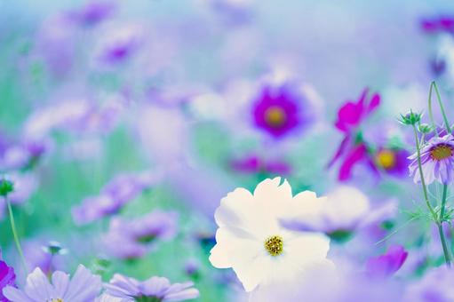 光に包まれた夢幻の色彩が美しい秋桜畑 コスモス,秋桜,花の写真素材