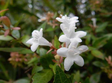 【花の写真】ハナゾノツクバネウツギ 【花の写真】ハナゾノツクバネウツギの写真