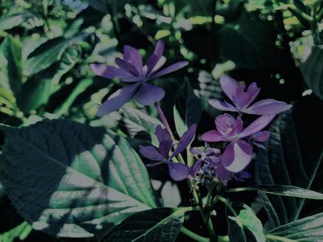 紫陽花, 紫陽花,の写真