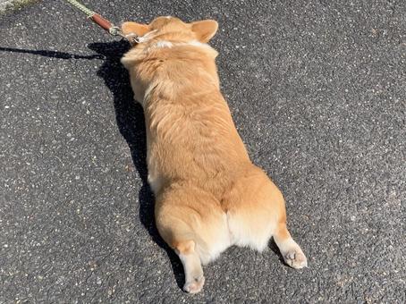 犬の背伸び 犬の背伸び 犬,背伸び,のほほんの写真素材