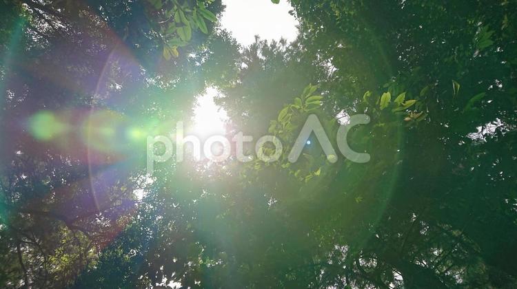 木漏れ日 木漏れ日,森,光の写真素材