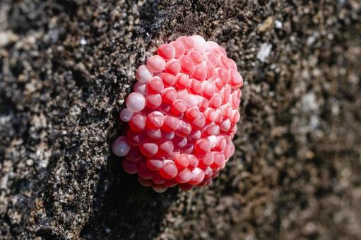 スクミリンゴガイの卵 スクミリンゴガイの卵の写真
