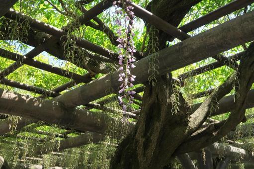 Wisteria trellis 4, JPG