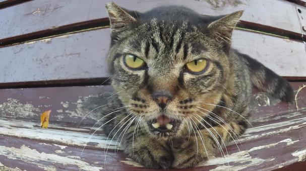 カメラ目線であざといもふもふな猫 魚眼風 カメラ目線であざといもふもふな猫 魚眼風の写真