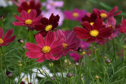 満開の秋桜 花,植物,コスモスの写真素材