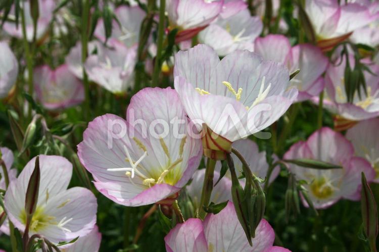 エノテラ・月見草　咲く風景 エノテラ,４弁花,カップ状の写真素材