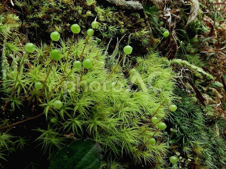いろんな苔に囲まれたタマゴケ タマゴケ,苔,コケの写真素材