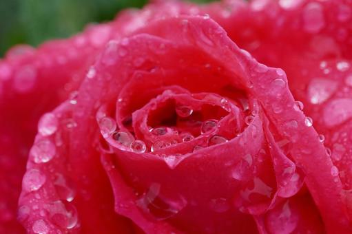 雨に濡れたバラ(マリアカラス)05 雨に濡れたバラ(マリアカラス)05 バラ,薔薇,春バラの写真素材