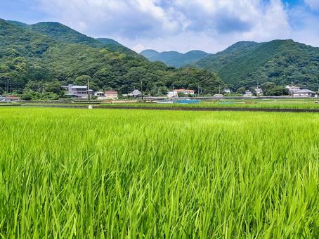 静岡県伊豆市小土肥の田んぼの風景 水田,田圃,稲作の写真素材