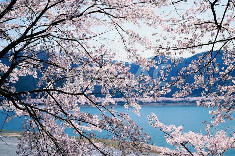 尾関山公園さくら 広島県,三次市,屋外の写真素材