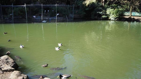 Mallard Spot-billed Duck Shukeiike Chikozan Park Children's Zoo Sayama City Saitama Prefecture Mallard Spot-billed Duck Shukeiike Chikozan Park Children's Zoo Sayama City Saitama Prefecture