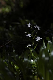 春に咲くシャガの花 春に咲くシャガの花 シャガ,春,山の写真素材
