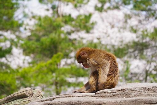 サル サル,全身,生き物の写真素材