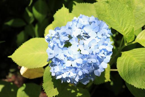 Blue hydrangea, JPG