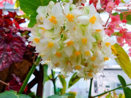 ベゴニア ベゴニア,白色,花の写真素材