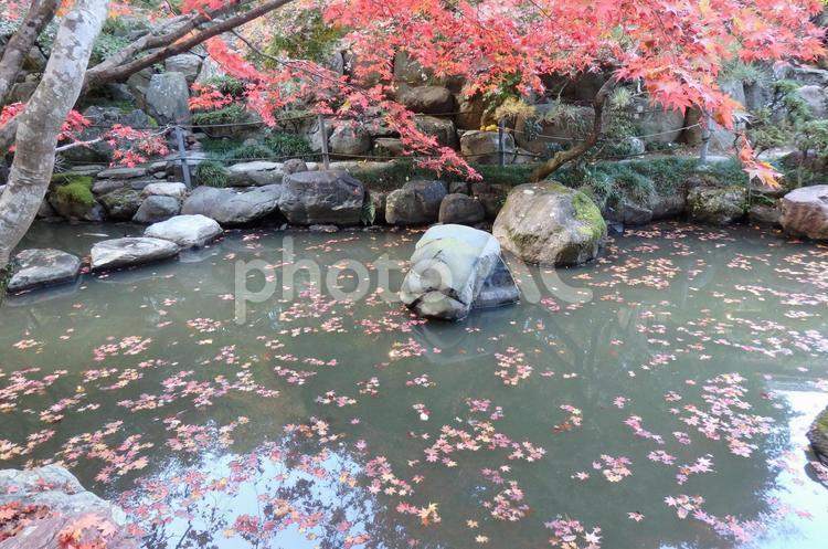 紅葉と池 紅葉,もみじ,秋の写真素材