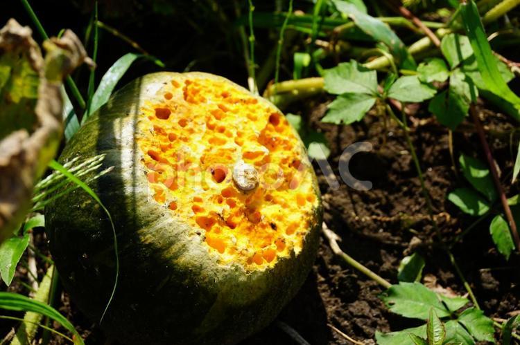 生き物に食べられたかぼちゃ かぼちゃ,食べられた,植物の写真素材