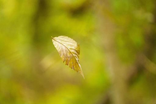 蜘蛛の糸に絡んだ一枚の落葉 自然,植物,秋の写真素材