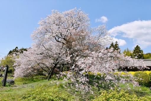 狩宿の下馬桜 狩宿の下馬桜 狩宿の下馬桜,アカメシロバヤマザクラ,桜の写真素材