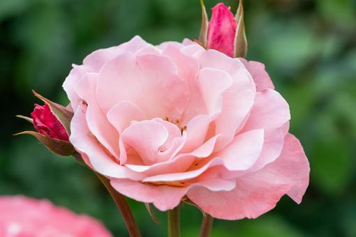 6月の庭に咲く優美なピンクの薔薇 6月の庭に咲く優美なピンクの薔薇の写真