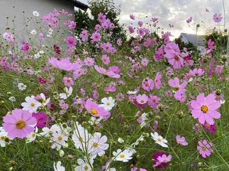 コスモス コスモス コスモス,秋,9月の写真素材
