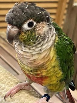 インコ インコ,ウロコインコ,コザクラインコの写真素材