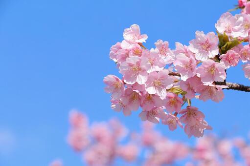 Kawazu cherry blossoms spring flowers, JPG