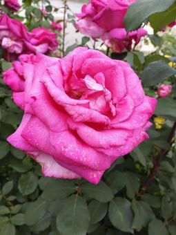 雨に濡れたバラ・その4 雨に濡れたバラ・その4 バラ,花,薔薇の写真素材