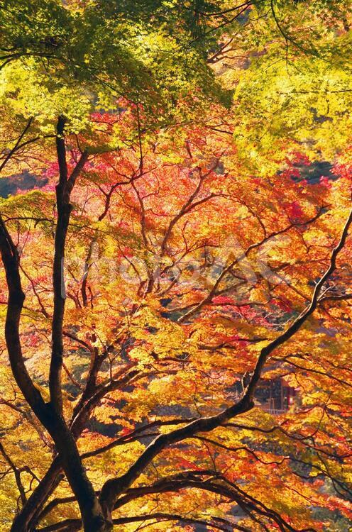 紅葉の木漏れ日 光,紅葉,モミジの写真素材