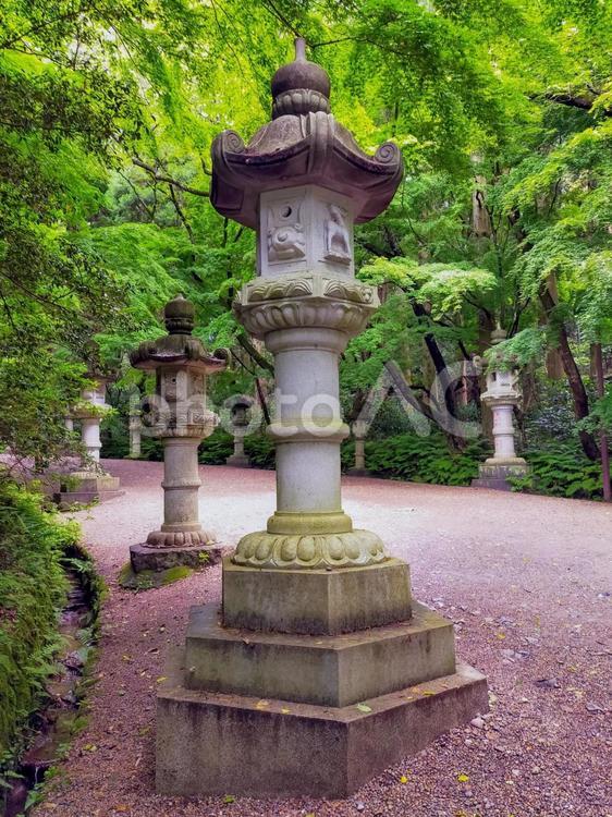 神社境内の参道に並ぶ石灯籠 神社,石灯籠,境内の写真素材