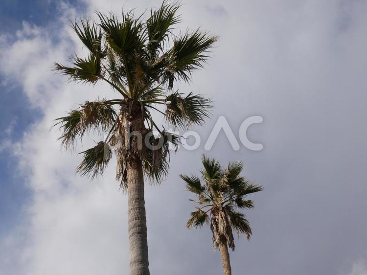 南国　木 天気,屋外で,自然の写真素材