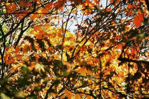 秋の光に透ける紅葉の葉 紅葉,もみじ,楓の写真素材