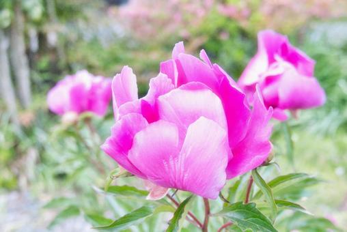 庭の花 庭の花の写真
