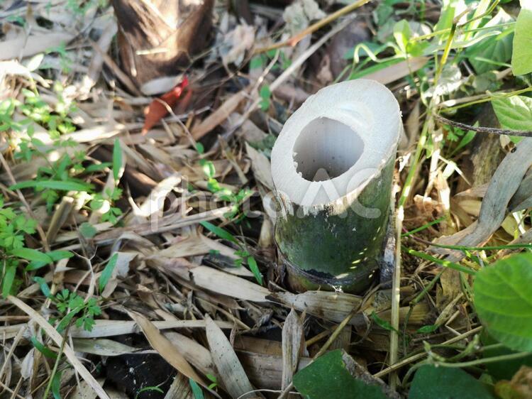 伐採後の竹 自然,葉,木材の写真素材