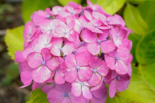 紫陽花 紫陽花の写真